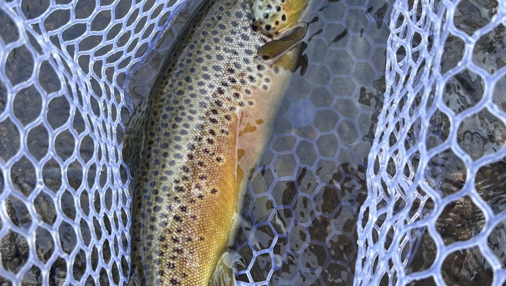 Blue Skies and Tight Lines!