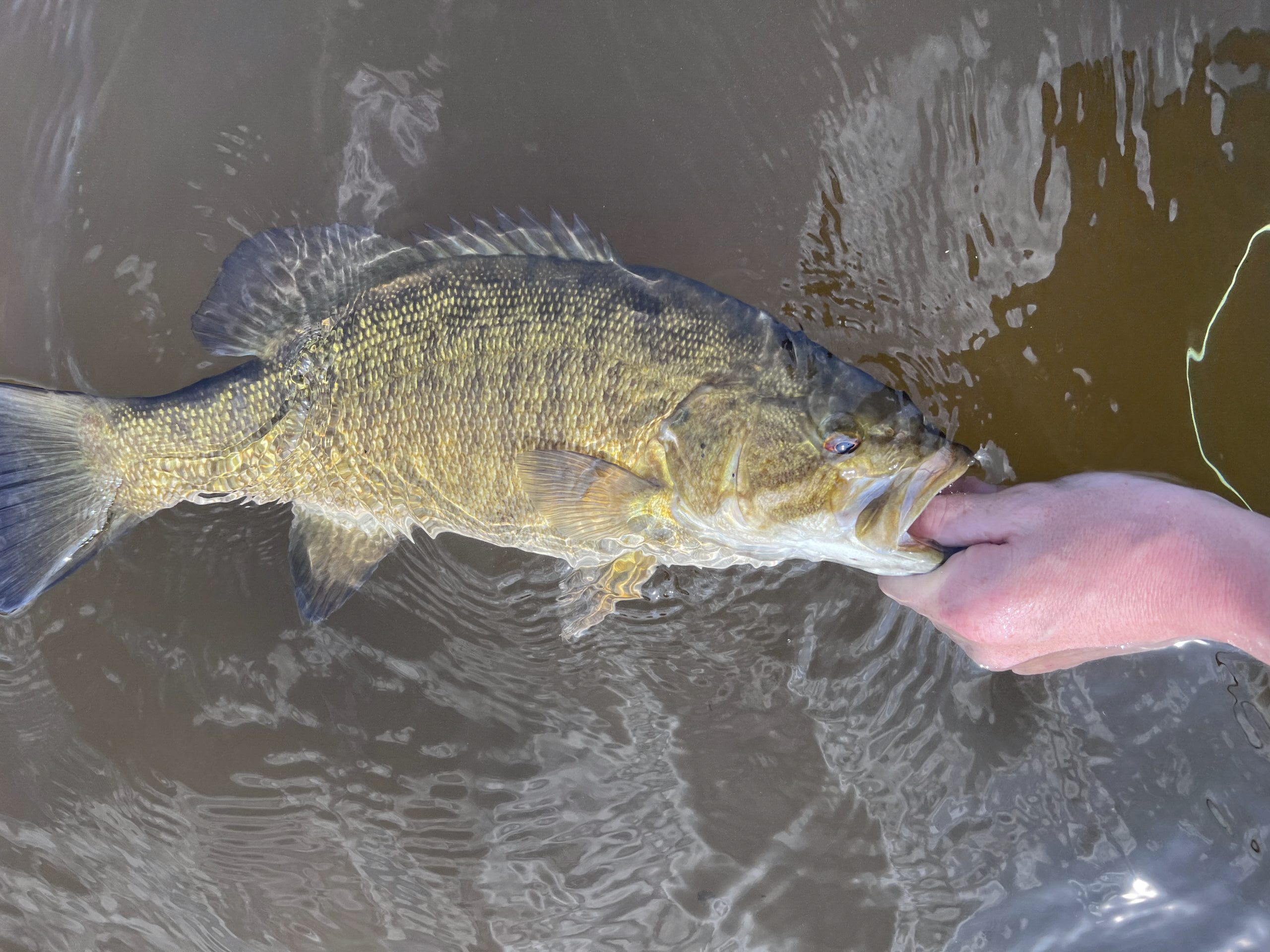 bass fishing out of chinook landing site www.ifish.net Lake Billy Guided Fly Trips GRAYS HARBOR COHO - by